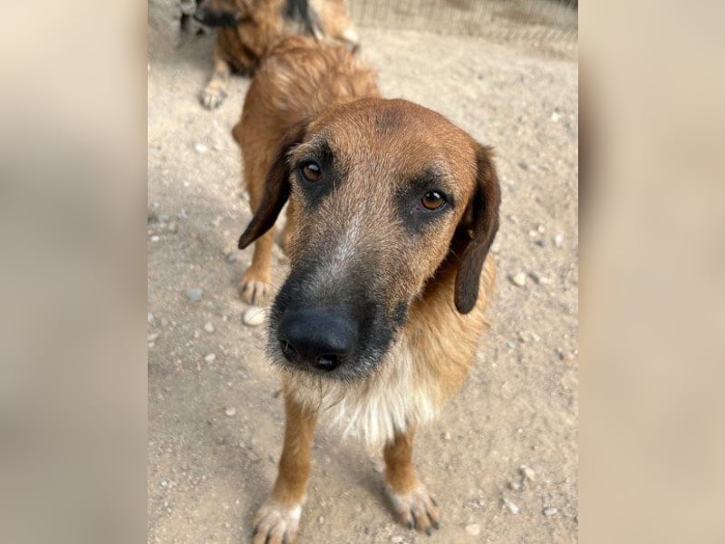 Sanfter ♥ Oscar ♥ wartet schon in 74749 Rosenberg