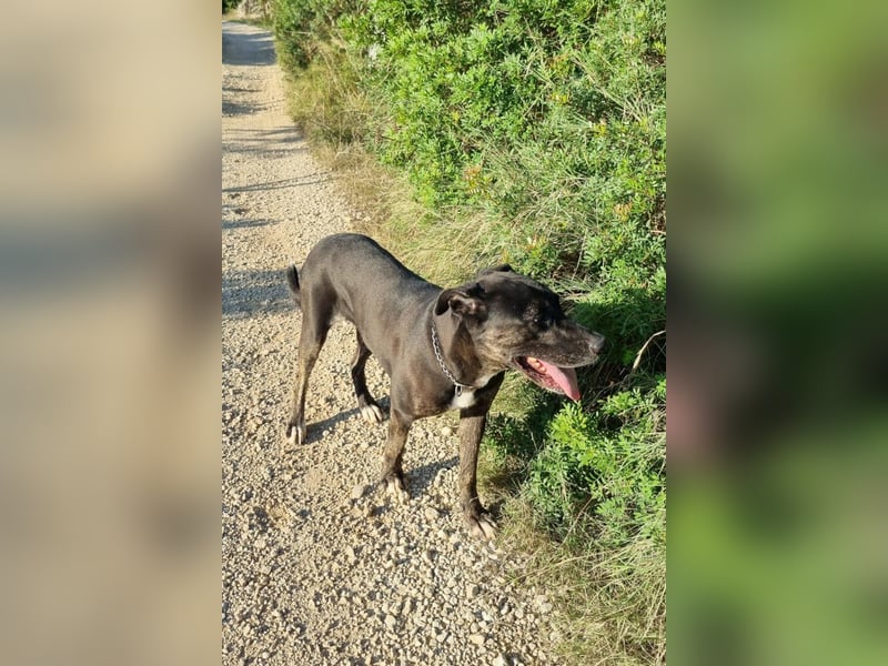 Goldige ♥ Godina ♥ kinderliebe, soziale Hündin