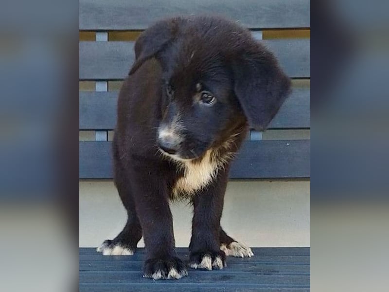 Taya ❤️ frohes, neugieriges Welpenmädl