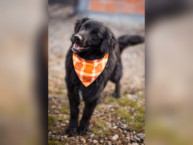 MIKE❤️Gute-Laune-Retriever-Mix sucht sein Glück