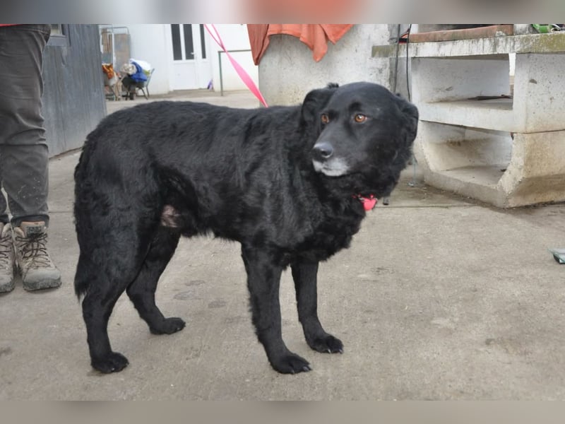 BRACO❤️wundervoller Rüde mit einem besonders sanften und liebenswerten Wesen