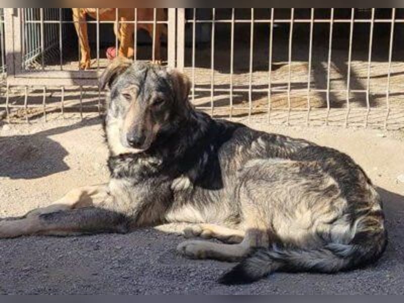 Mili-HSH-Rüde: braucht Liebe & Vertrauen