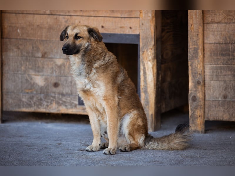 Ben ❤️ schmusiger, schüchterner Hundebub
