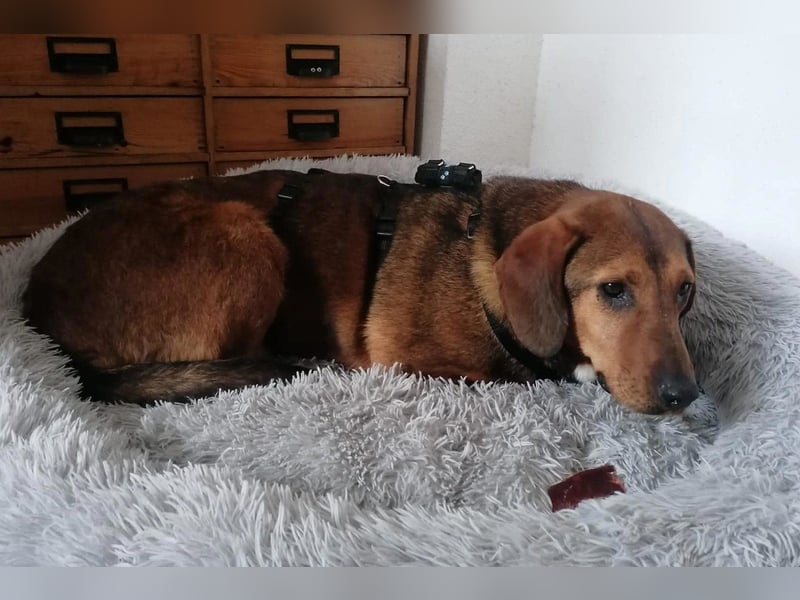 Reina in 01640 Coswig