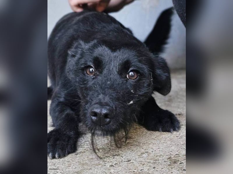 Traumhündin Ebony ❤️ verträglich, lieb, offen!