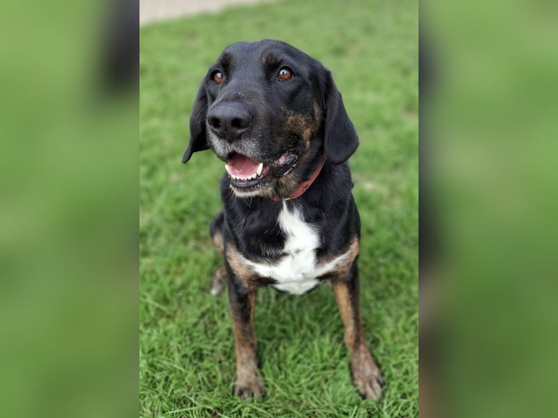 Leo ❤️ wartet in 84524 Neuötting Leo ❤️ wartet in 84524 Neuötting