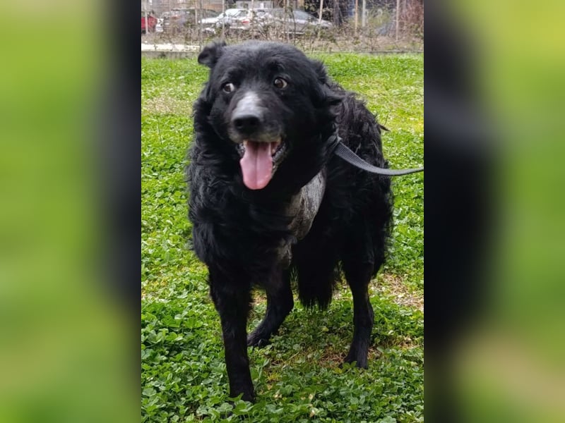 Nox ❤️ liebevoller Kämpfer auf 3-Beinen