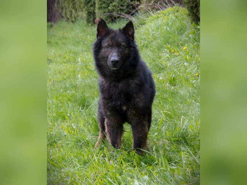 Freundlicher Baron sucht seine Familie