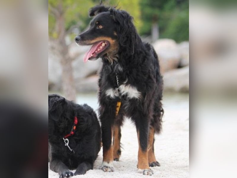 Dina ❤️ sanfte und so liebe Hündin!