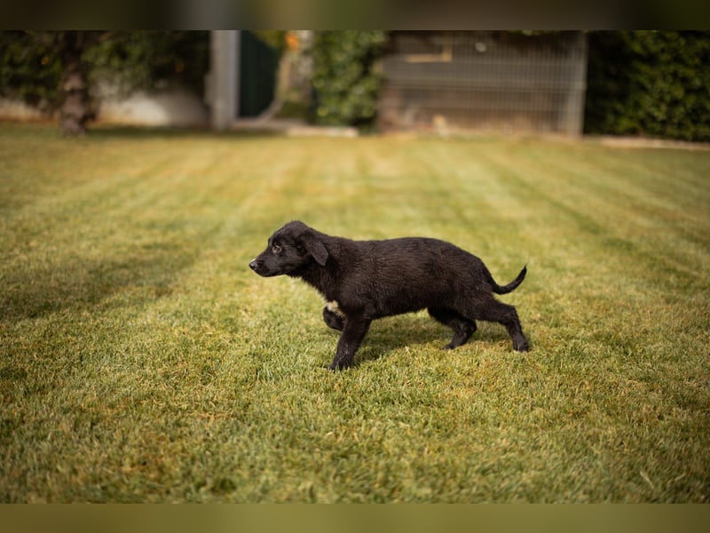 Sienna süße junge Schäfi-Mix-Schnute