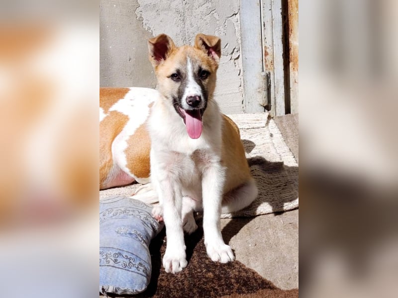 Ella ❤️ super liebes, junges Hundemädchen