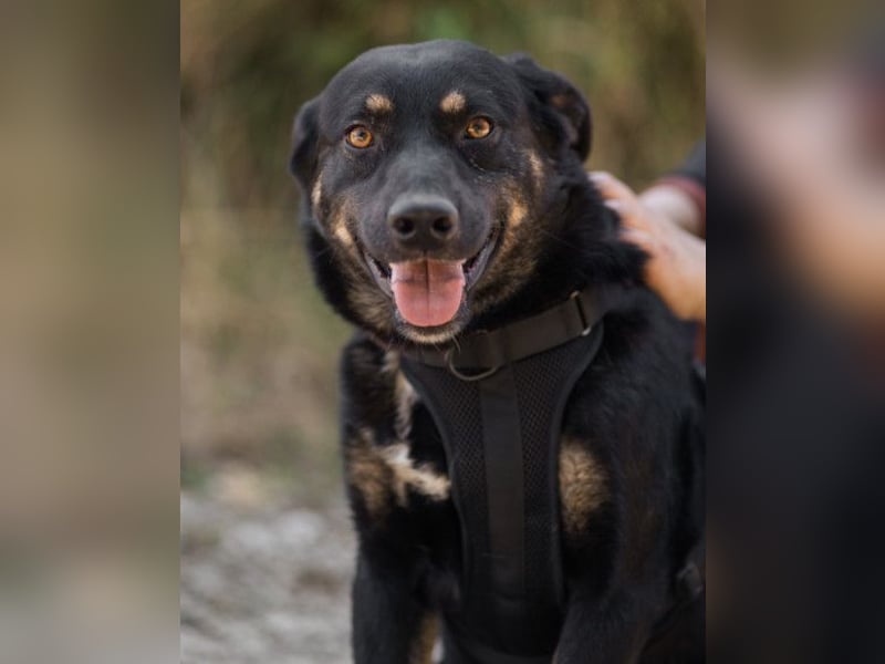 Percy ❤️ aufgeschlossen & verkuschelt!