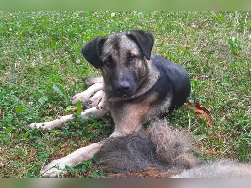 GoodBoy ♥Buddy♥ sucht seinen treuen Buddy auf 2 Beinen