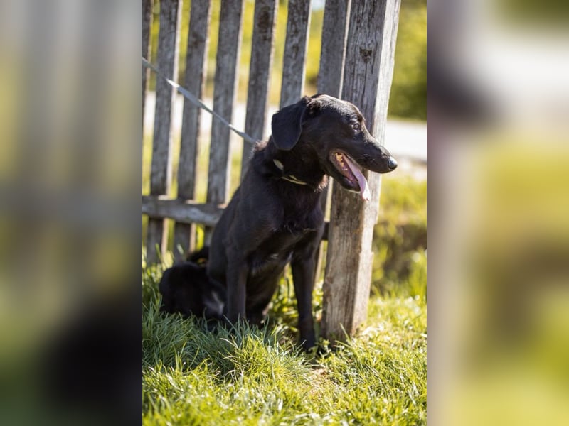 DIEGO❤️sozialer, menschenbezogener Jungspund mit fröhlichem Wesen