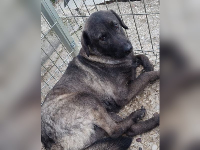 Viva - schüchtern und liebevoll