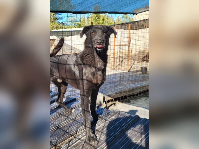 SHADOW❤️freundlicher, sanfter, treuer Familienhund