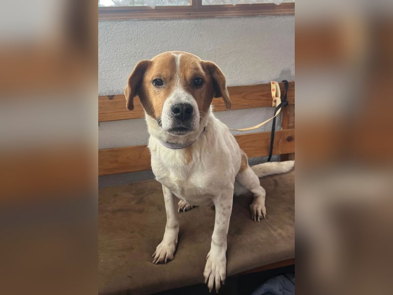 Sony ❤️ Familienhund mit großem Herzen