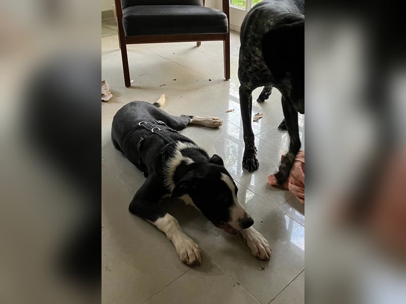 Jungspund Rocky ❤️ wartet in 50674 Köln