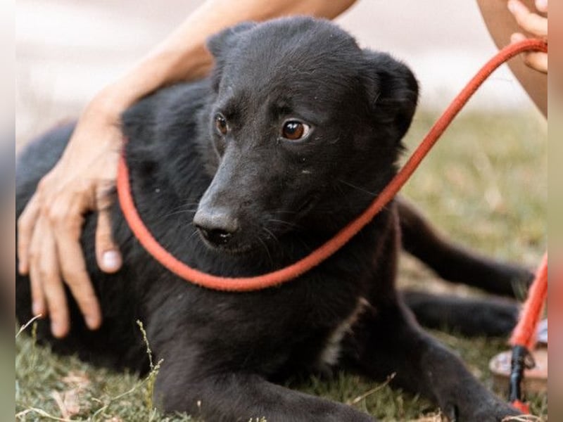 CHUNA❤️freundliche, neugierige & absolut liebenswerte Schmusepfote