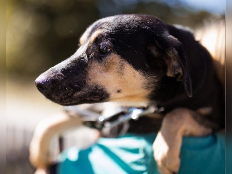 Terrier-Mix LISA❤️sanft, freundlich, lieb und sehr menschenbezogen