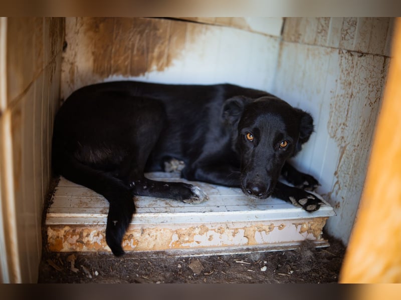GARA❤️ruhige, sanfte und menschenbezogene Kuschelperle