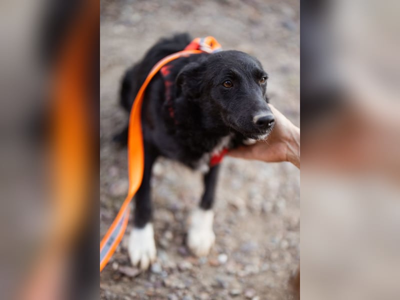 Betty ❤️ kuschlige, verspielte junge Hundedame