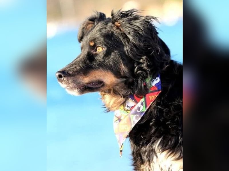 Dina ❤️ sanfte und so liebe Hündin!