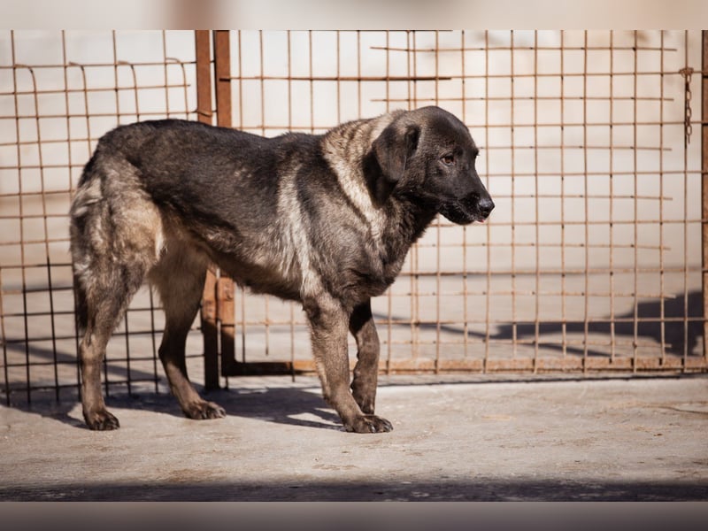 Viva - schüchtern und liebevoll ♥︎