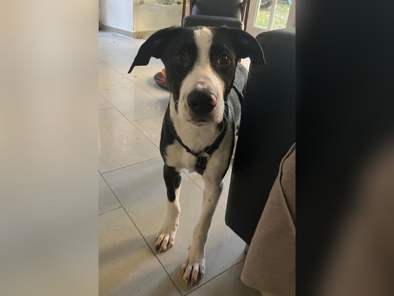 Jungspund Rocky ❤️ wartet in 50674 Köln