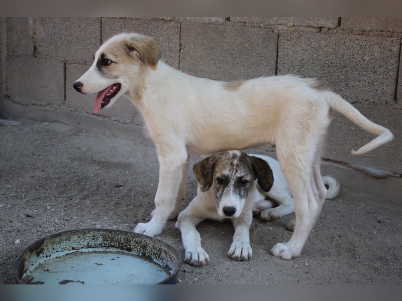 Schatz ♥ Sinan ♥ toller Welpenbub sucht PS bis Ende Juli ♥
