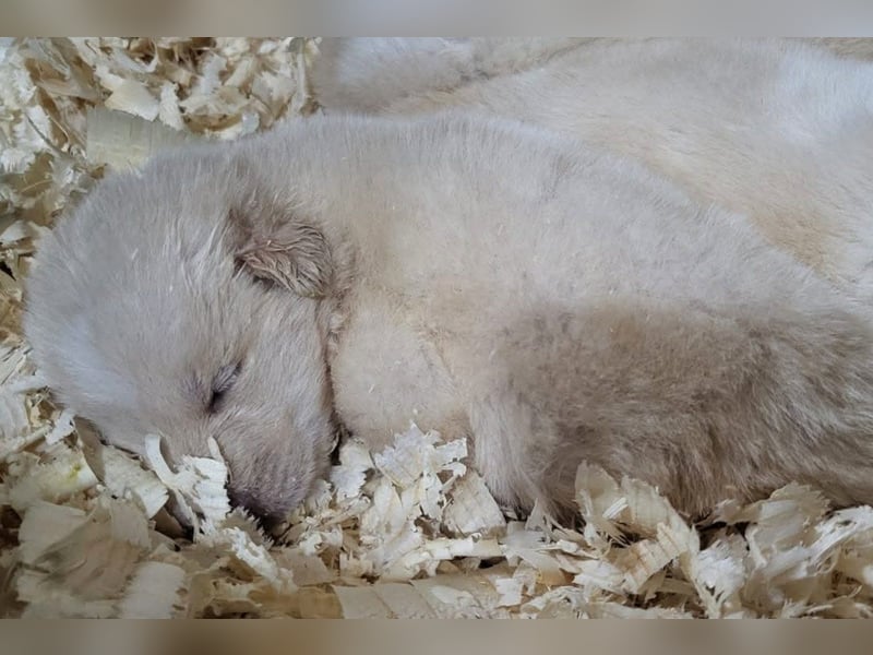 Welpin ♥Tina♥ hofft nun darauf ihre lieben & treuen Menschen zu finden