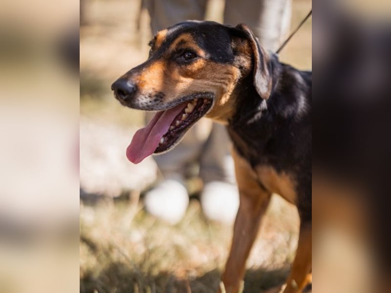 Jasco ❤️ neugieriger, lebhafter & verspielter Rüde