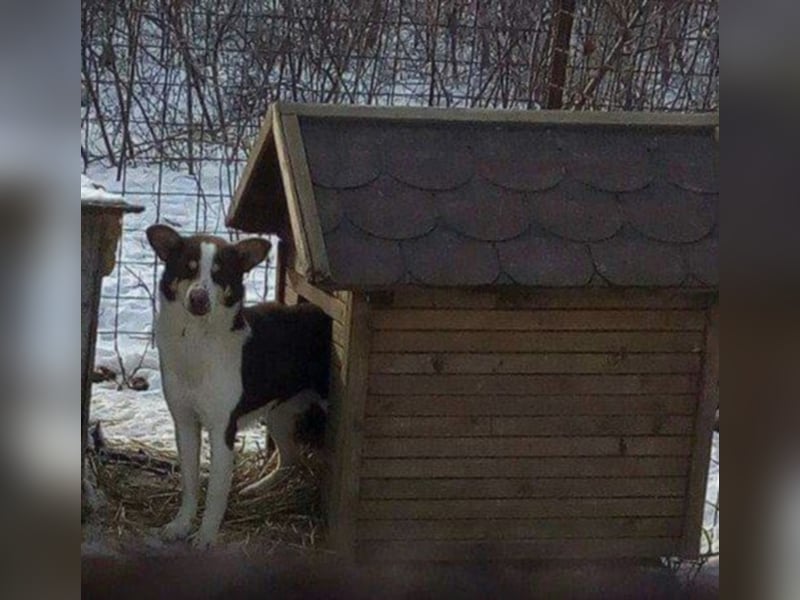 Max - Angsthäschen sucht Menschen mit viel Liebe und Geduld 