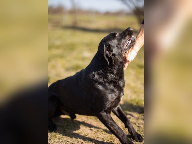 Coolio - wunderbar fröhlicher aktiver Bub