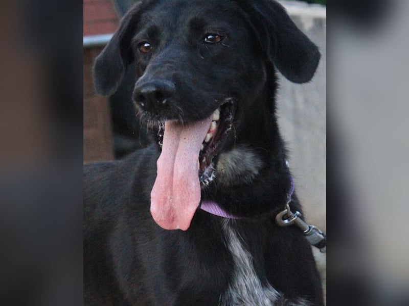 Xena - lebensfrohe, aktive, liebe Hündin