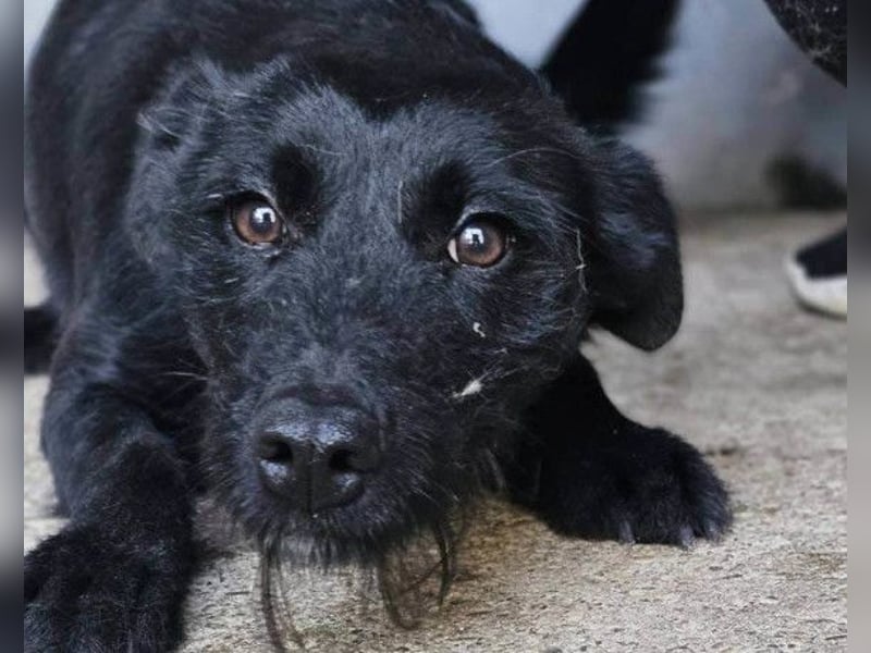 Traumhündin Ebony ❤️ verträglich, lieb, offen!