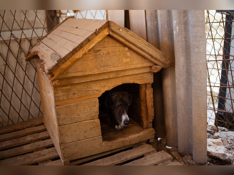 Lieber Baileys ❤️ hübscher, sensibler Bub!