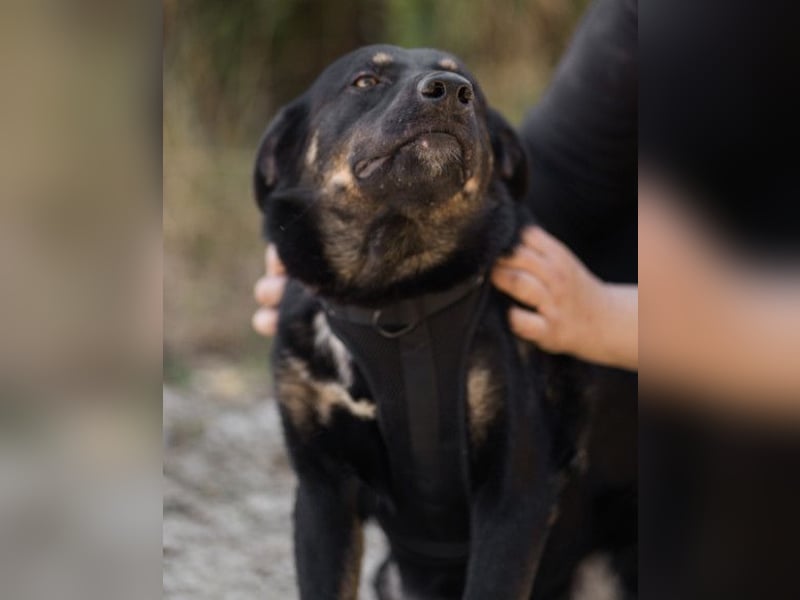 Percy ❤️ aufgeschlossen & verkuschelt!