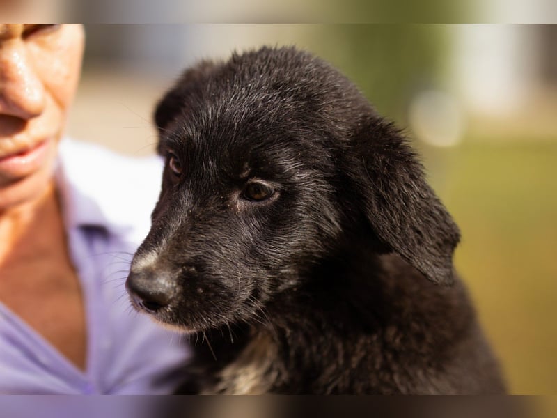 Sienna süße junge Schäfi-Mix-Schnute