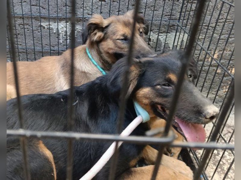 Kleine, schüchterne Vaiana = sucht Liebe und Treue