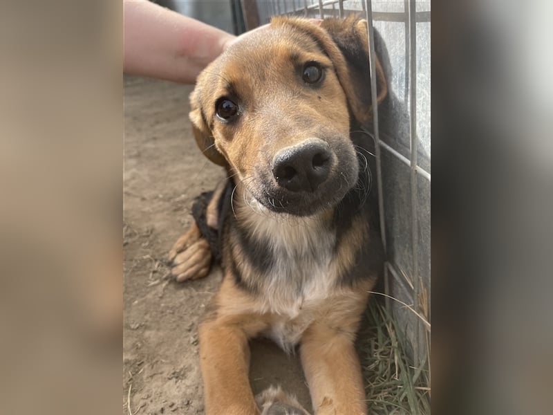 Houston, geb. ca. 07/2023, lebt in GRIECHENLAND, auf einer privaten Pflegestelle