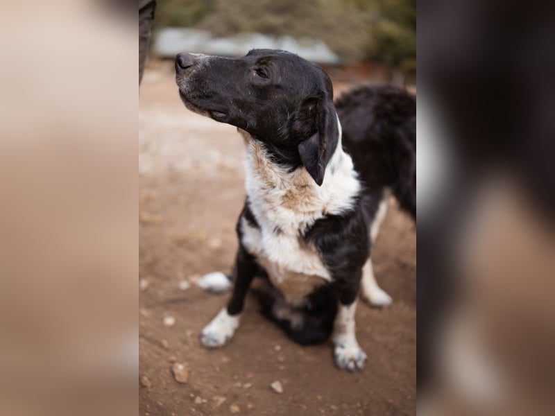 GROF❤️so lieber, anhänglicher Hundejunge