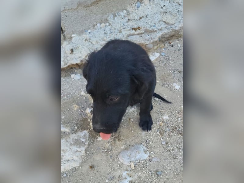 Knutschkugel GRACIE❤️zauberhaftes Fellschnute sucht ihr Zuhause fürs Leben