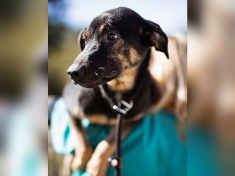 FRIDA❤️Terrier-Mix-Sonnenscheinchen sucht ihr Zuhause voller Liebe