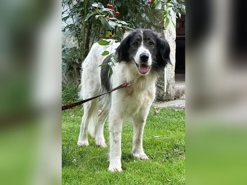 ♥Milla♥ liebe, ruhige Hündin auch kinder- u.katzenfreundlich