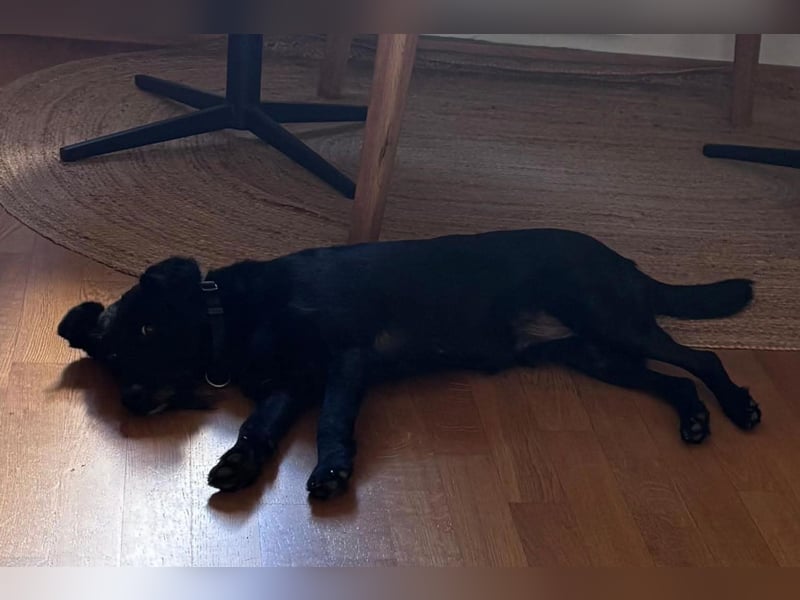 Ebony ❤️ wartet in 51469 Bergisch Gladbach auf dich
