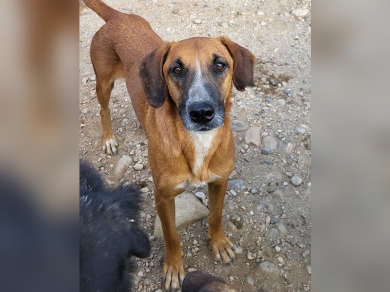 Sanfter ♥Amigo♥ erwartet dich bereits in 74749 Rosenberg