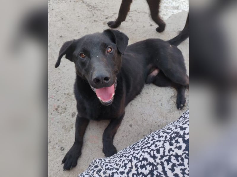 Blacky Aron ♥️ so verschmuster & verspielter Rüde