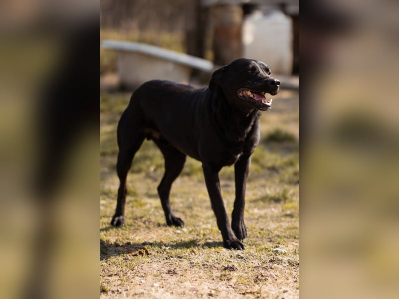 Coolio - wunderbar fröhlicher aktiver Bub