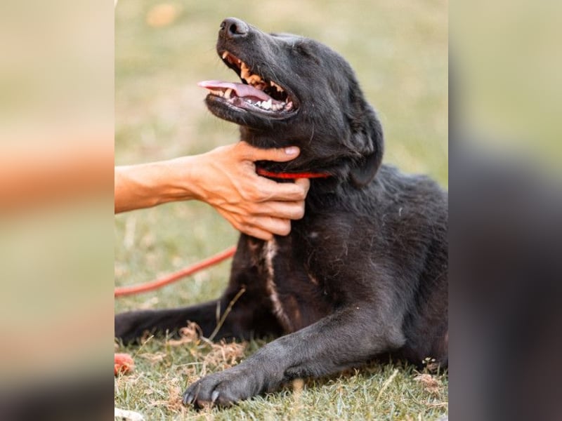 CHUNA❤️freundliche, neugierige & absolut liebenswerte Schmusepfote